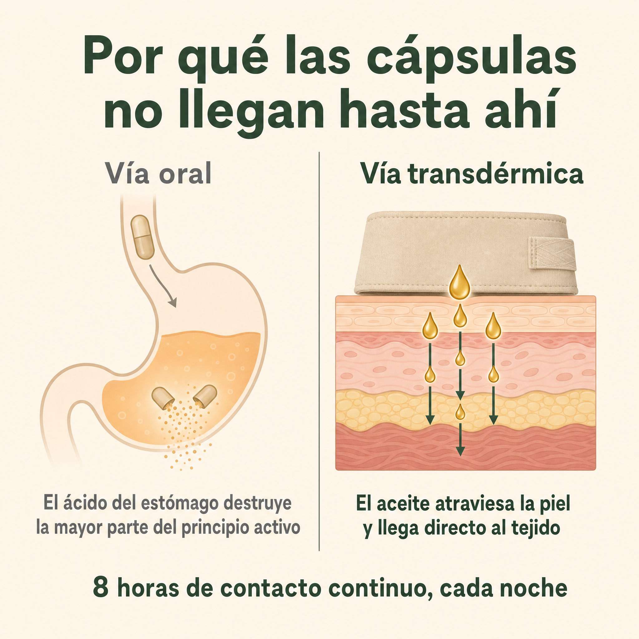 ELORYA™ Faja Detox de Ricino